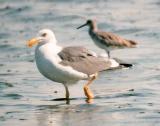 [Yellow-footed Gull]