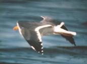 [Yellow-footed Gull]