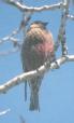 [Brown-headed Rosy-Finch]