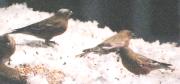 [Brown-headed Rosy-Finch]