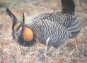 [Greater Prairie-Chicken]