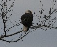 [Bald Eagle]