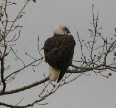 [Bald Eagle]