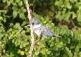 [Belted Kingfisher]