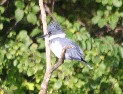 [Belted Kingfisher]