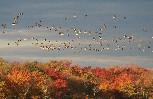 [Canada Geese]