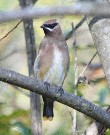 [Cedar Waxwing]