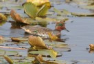 [Greeen-winged Teal]