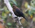 [Rusty Blackbird]