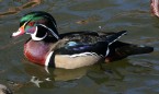 [Wood Duck]