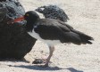 [American Oystercatcher]