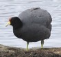 [Andean Coot]