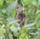 [Azure Gallinule]