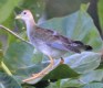 [Azure Gallinule]