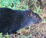 [Black Agouti]