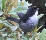 [Black-backed Bush-Tanager]