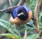 [Blue-backed Conebill]