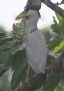 [Boat-billed Heron]