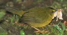 [Black-crested Warbler]