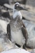 [Blue-footed Booby]