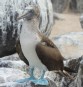 [Blue-footed Booby]