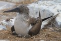 [Blue-footed Booby]