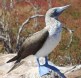 [Blue-footed Booby]