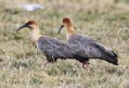 [Black-faced Ibis]