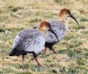 [Black-faced Ibis]