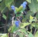 [Blue-headed Parrot]