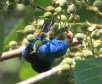 [Blue Dacnis]