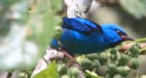 [Blue Dacnis]