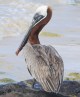 [Brown Pelican]