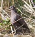 [Black-winged Ground Dove]