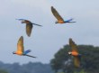 [Blue and Yellow Macaw]