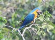 [Blue and Yellow Macaw]