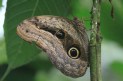 [Owl Eye Butterfly]