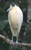 [Capped Heron]