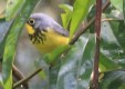 [Canada Warbler]