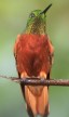 [Chestnut-breasted Coronet]