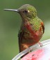 [Chestnut-breasted Coronet]