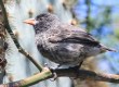 [Cactus Ground Finch]