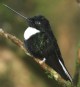 [Collared Inca]