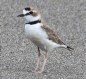 [Collared Plover]
