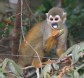 [Common Squirrel Monkey]