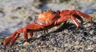 [Sally Lightfoot Crab]