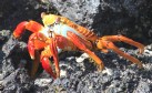 [Sally Lightfoot Crab]