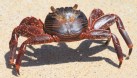 [Sally Lightfoot Crab]