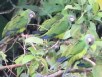 [Dusky-headed Parakeet]