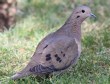 [Eared Dove]